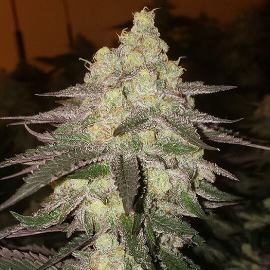 Banana Daddy Auto Fem
