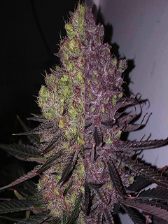 Trop Cherry OG Fem