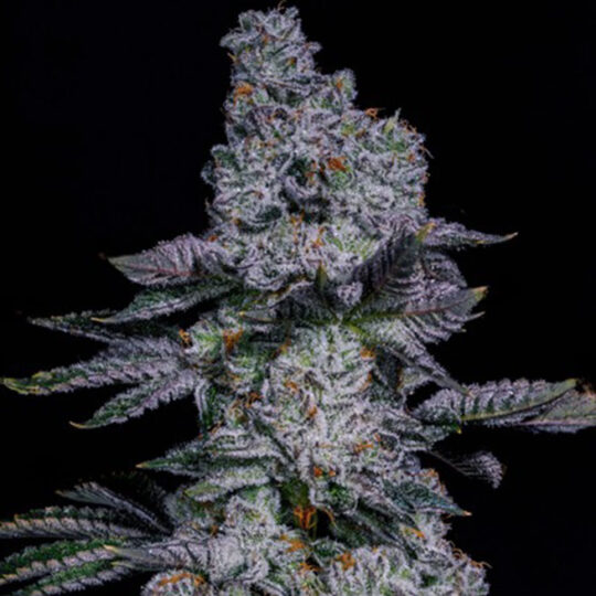 Pineapple Runtz Auto Fem